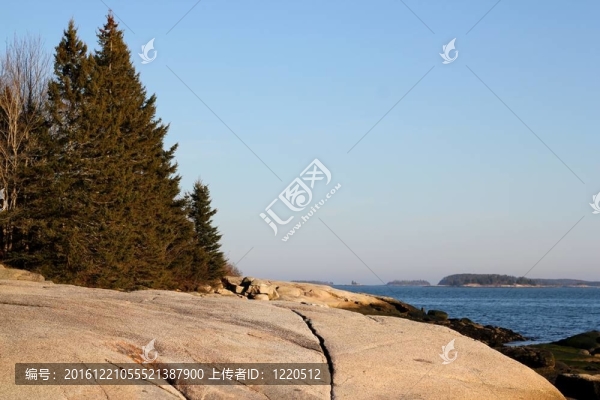 緬因州海岸的樹(shù)