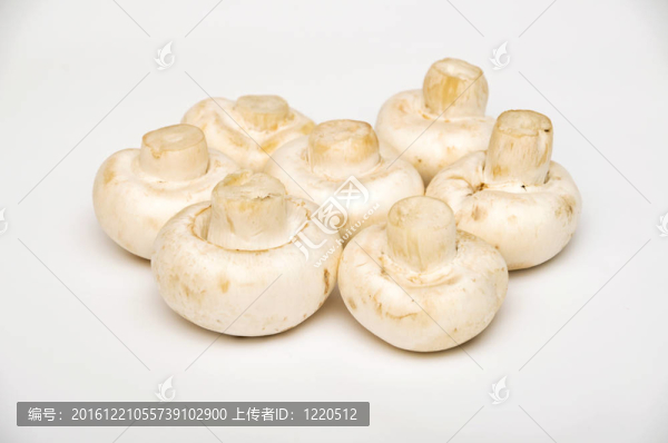 鮮蘑菇