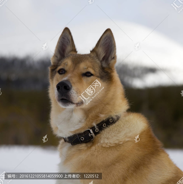 紅頭發(fā)獵狗的肖像