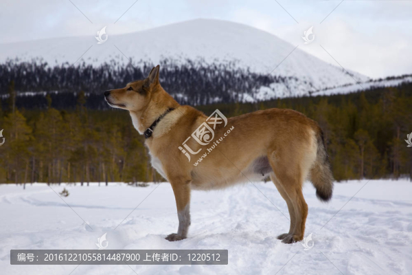 叢林中的獵狗游戲