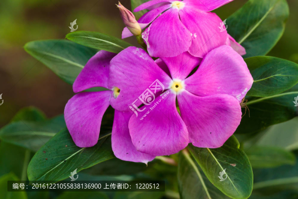 美麗的春天的花朵