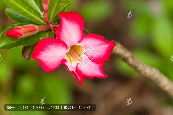 粉紅黑斑羚百合特寫