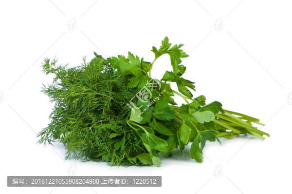 在白色背景的歐芹和蒔蘿。