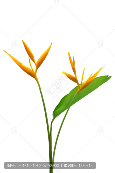 美麗的蝎尾蕉花盛開的鮮艷的顏色