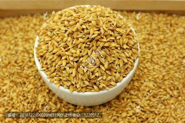 Rice,Seed為鳥