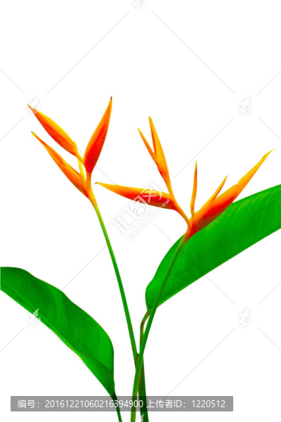 美麗的蝎尾蕉花盛開的鮮艷的顏色