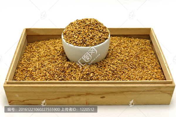 Rice,Seed為鳥