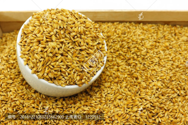 Rice,Seed為鳥
