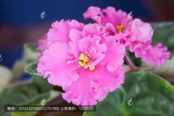 房間里的花（Saintpaulia,ionantha）