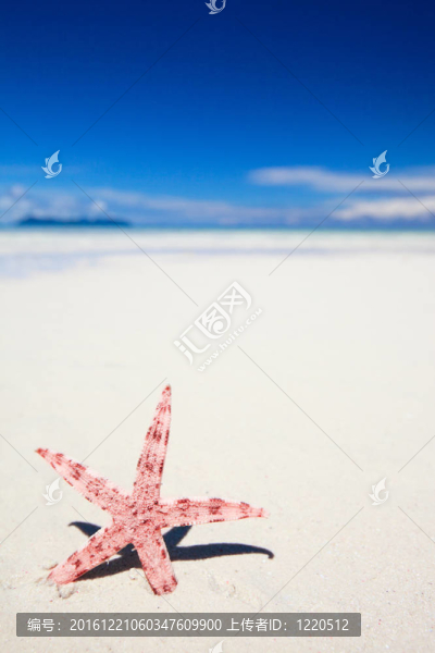 熱帶海灘上的紅海星