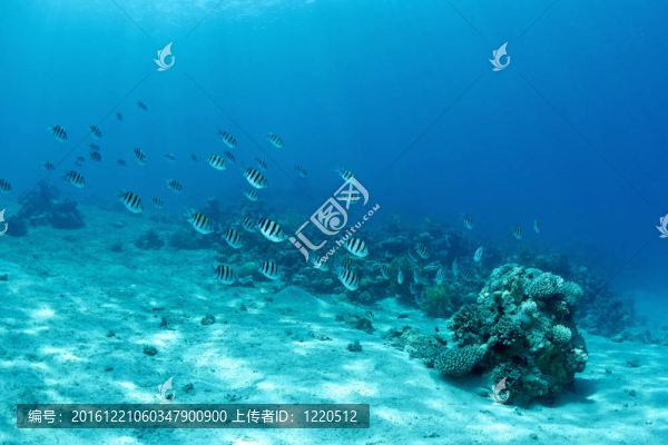 水下魚(yú)群