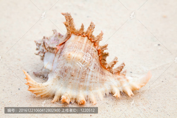 海貝殼
