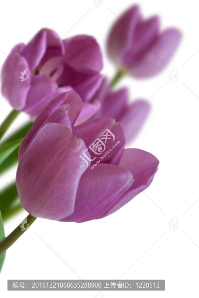 白色背景上的郁金香花