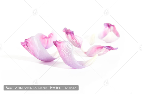 郁金香的花瓣