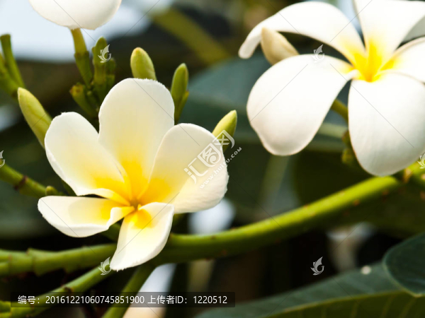 雞蛋花，雞蛋花；