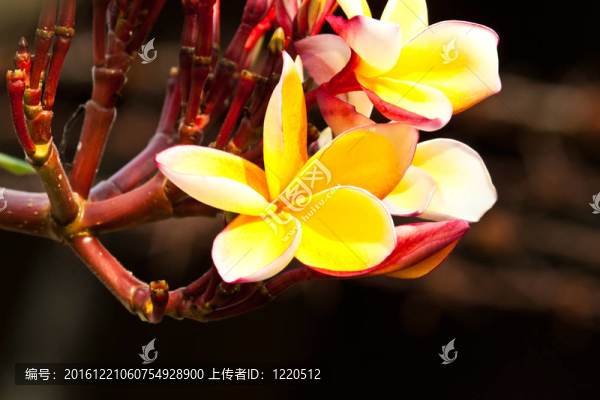 雞蛋花，雞蛋花；