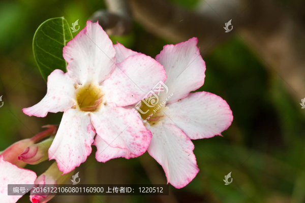 粉紅黑斑羚百合特寫(xiě)