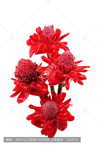 對(duì)瓷玫瑰紅的花