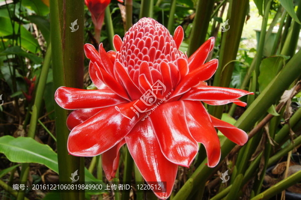 對(duì)瓷玫瑰紅的花