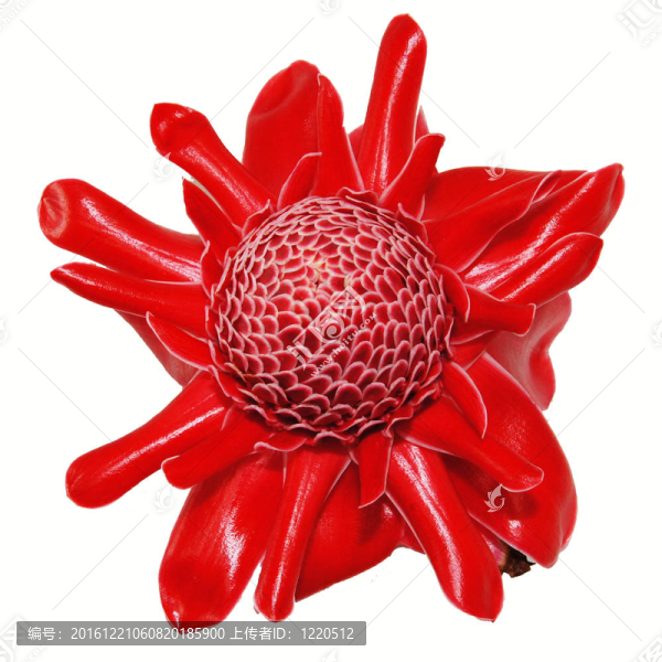 對瓷玫瑰紅的花