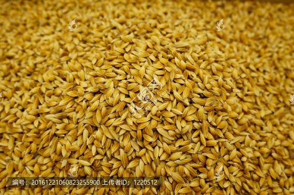 Rice,Seed為鳥
