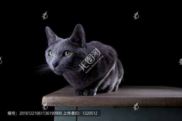 俄羅斯藍(lán)貓