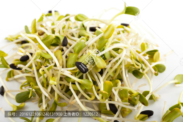 白色背景新鮮苜蓿芽