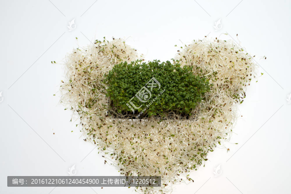 新鮮的苜蓿芽，在白色背景的水芹