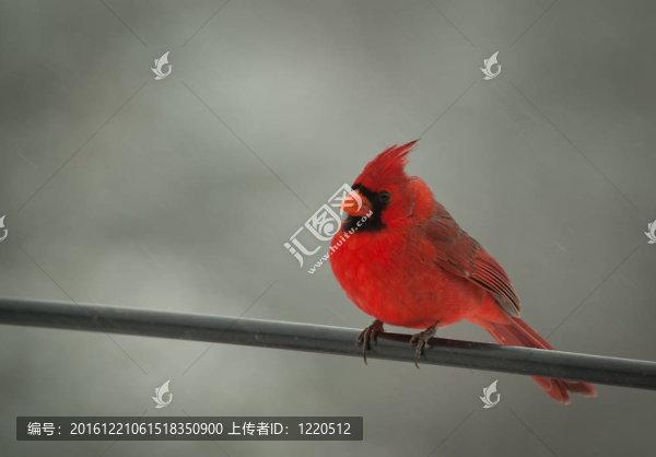 紅色的男主