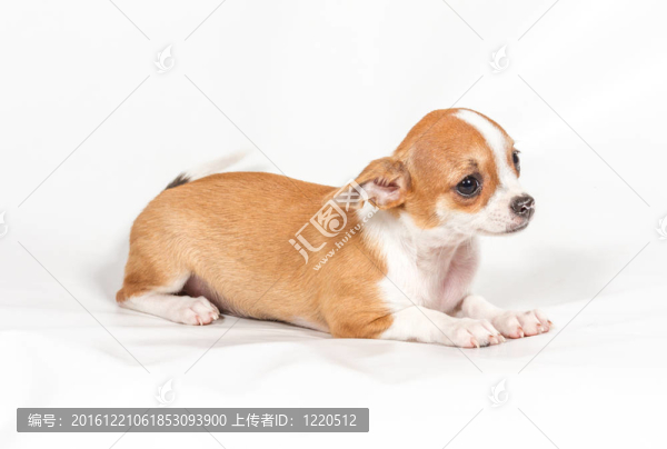 白色背景的奇瓦瓦小狗