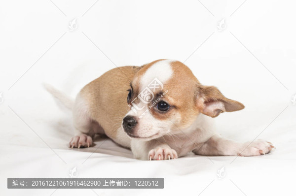 白色背景的奇瓦瓦小狗