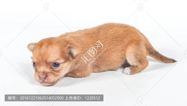 白色背景的奇瓦瓦小狗