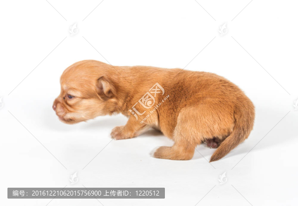 白色背景的奇瓦瓦小狗