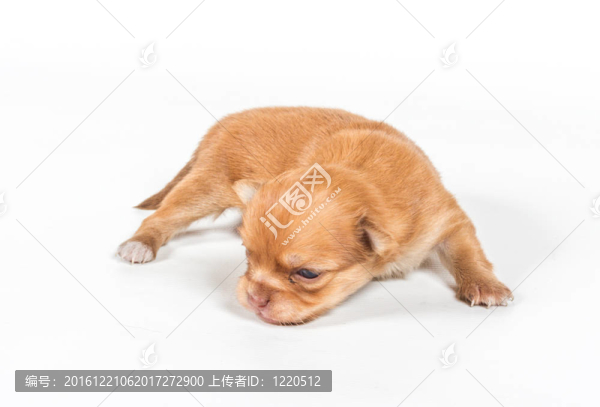 白色背景的奇瓦瓦小狗