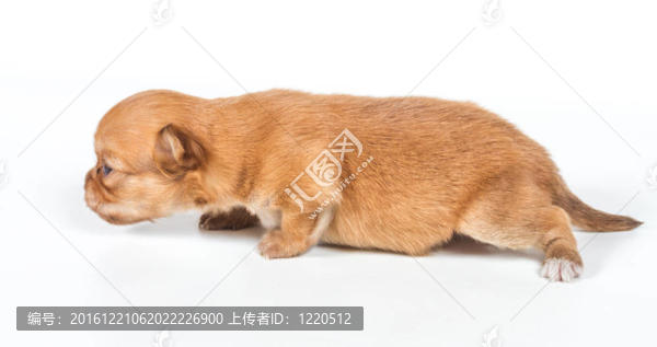 白色背景的奇瓦瓦小狗