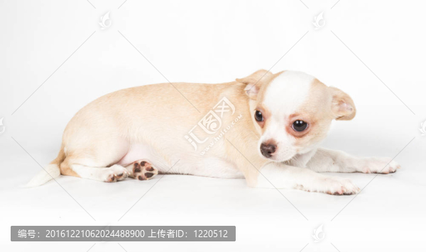 白色背景的奇瓦瓦小狗