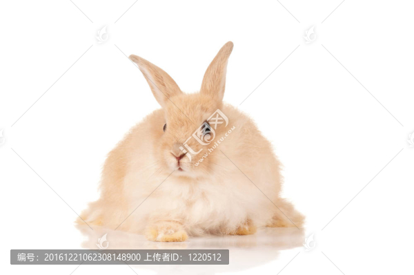 可愛的小兔子