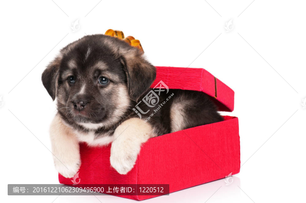 可愛的小狗