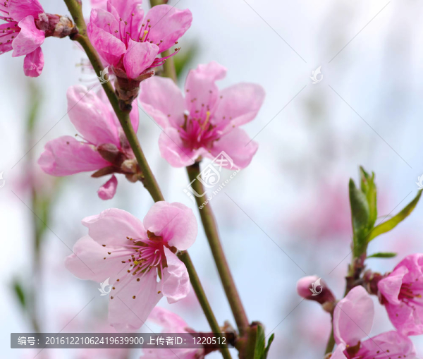 粉色的花