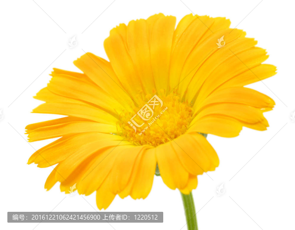 橙花