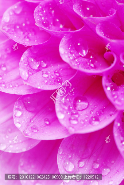 摘要花瓣