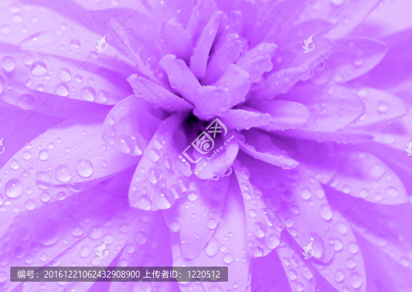 摘要花瓣