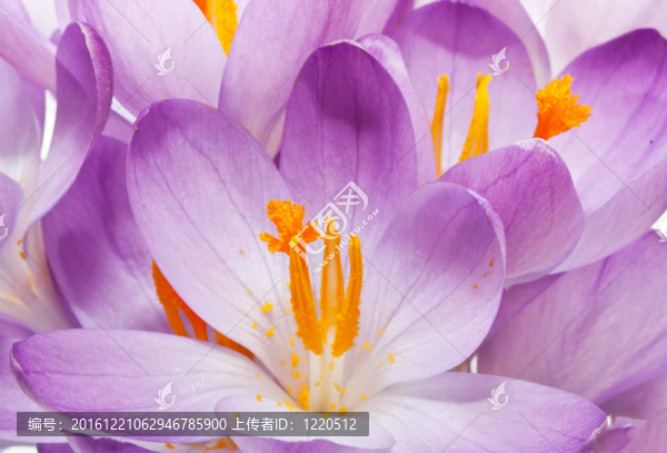 春番紅花的背景