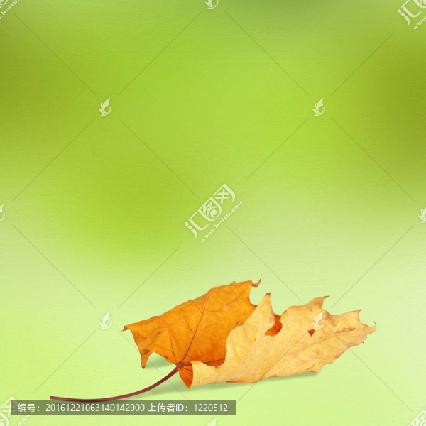 明亮的秋天的葉子與背景虛化的背景