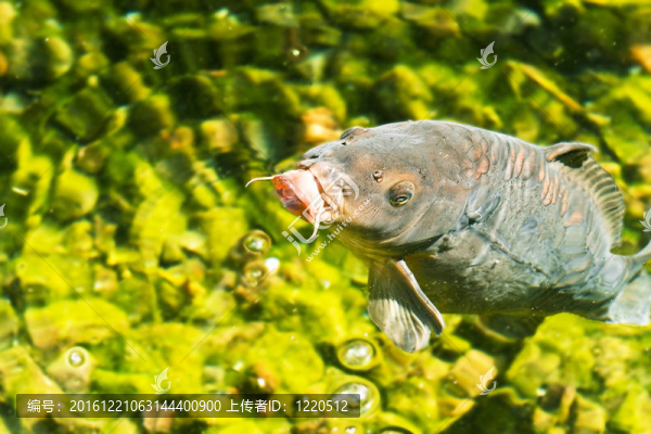 翡翠翡翠裝飾鯉魚(yú)