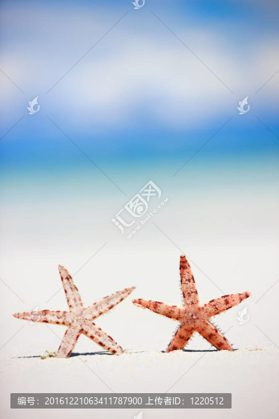 兩個海星在熱帶海灘