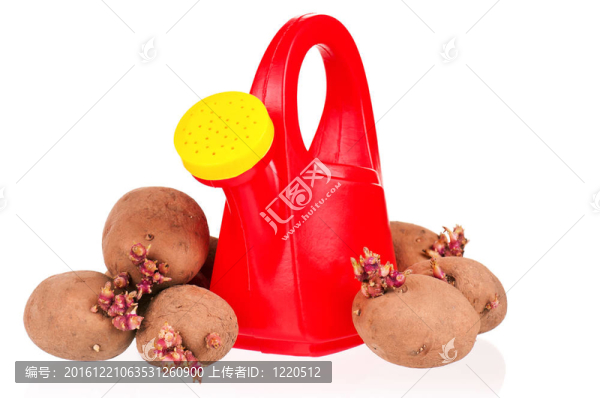 土豆芽