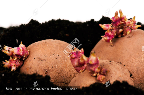 土豆芽