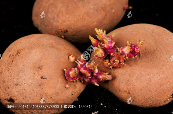 土豆芽