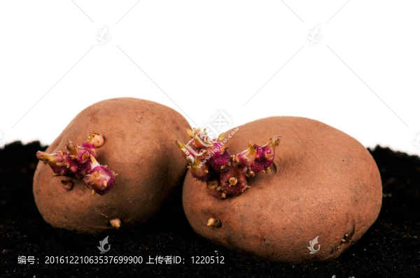 土豆芽